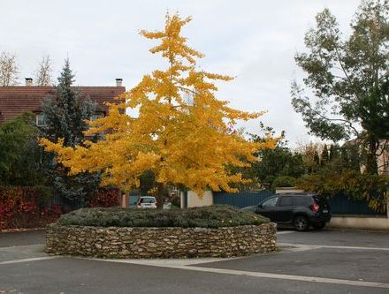 Rambouillet, le ginko
