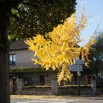 Rambouillet : le ginko est en fleur