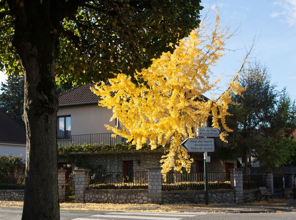Rambouillet : le ginko est en fleur