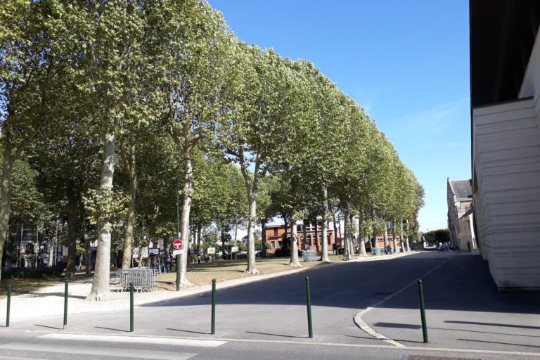 les platanes de la place André Thôme