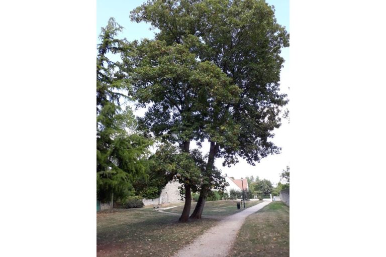 le platane du Jardin public de madame Duché