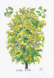 Gingko