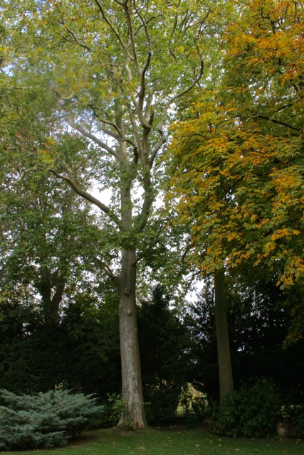 un platane dans un jardin de la rue Maurice Dechy